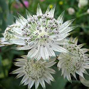 Astrantia major GM P9