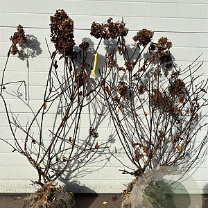 Hydrangea pan. Vanille-Fraise 80-100 cm met kluit