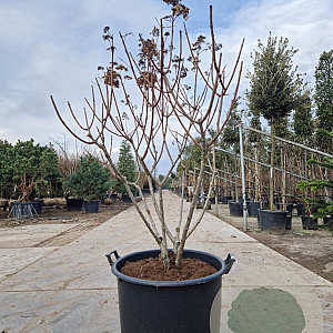 Hydrangea pan. 'Wim's Red' 120-140 cm container piramide