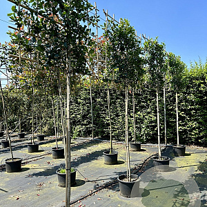 Ilex 'Nellie R. Stevens' 18-20 HO container lei 140x120 200 cm stam