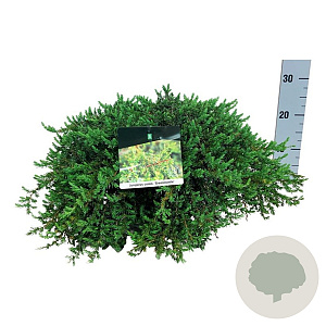 Juniperus comm. 'Greenmantle' 50-60 cm 7,5L
