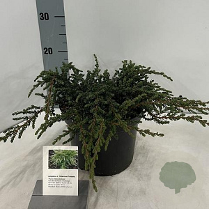 Juniperus comm. 'Hibernica' 25-30 cm 3,0L