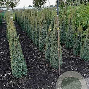Juniperus comm. 'Sentinel' 100-125 cm met kluit