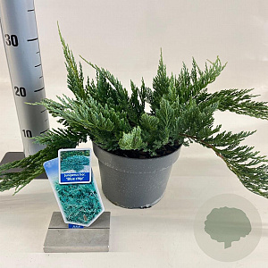 Juniperus h. 'Blue Chip' 20-25 cm 3,0L