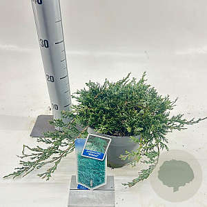 Juniperus h. 'Wiltonii' 20-25 cm 3,0L