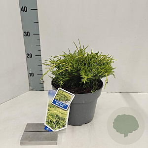 Juniperus pf. 'Old Gold' 20-25 cm 3,0L