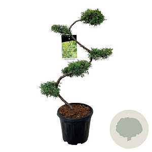 Juniperus pf. 'Pfitzeriana Aurea' 80 cm 15L bonsai