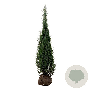 Juniperus s. 'Blue Arrow' 175-200 cm met kluit extra