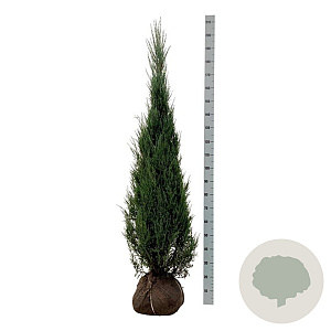 Juniperus s. 'Blue Arrow' 175-200 cm met kluit extra