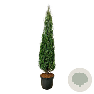 Juniperus s. 'Blue Arrow' 200-225 cm cont. 55L extra