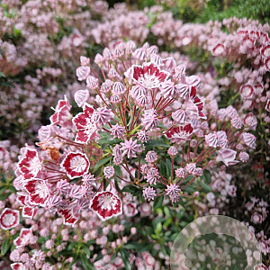 Kalmia lat. 'Minuet' 125-150 cm container meerstammig