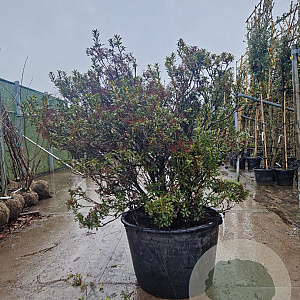 Kalmia lat. 'Minuet' 125-150 cm container meerstammig