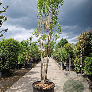 Koelreuteria pan. 'Fastigiata' 350-400 cm container meerstammig