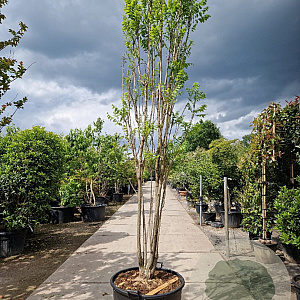 Koelreuteria pan. 'Fastigiata' 350-400 cm container meerstammig