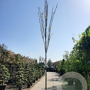 Koelreuteria pan. 'Fastigiata' 200 cm stam container 20-25 leiboom