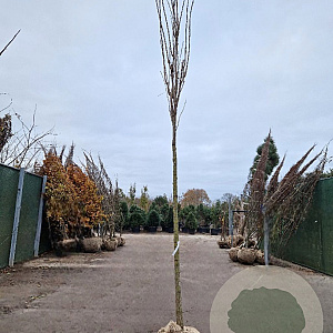 Koelreuteria pan. 'Fastigiata' 225 cm stam draadkluit