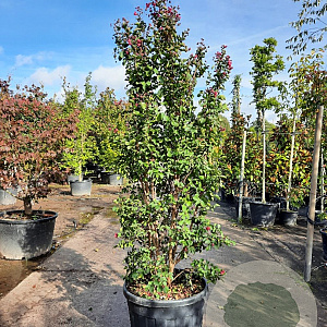 Lagerstroemia indica 200-250 cm cont. 90L