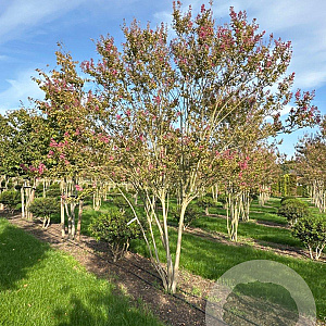 Lagerstroemia indica 400-450 cm draadkluit meerstammig
