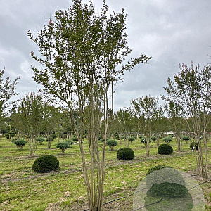 Lagerstroemia indica 400-450 cm draadkluit meerstammig
