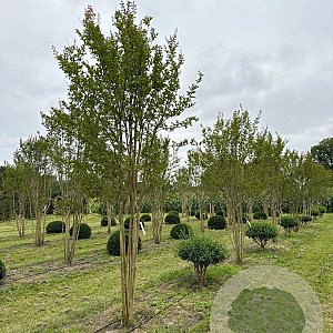 Lagerstroemia indica 400-450 cm draadkluit meerstammig