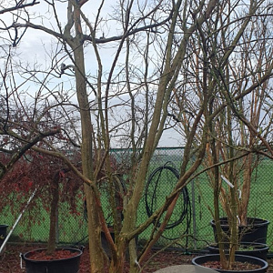 Lagerstroemia indica 450-500 cm container meerstammig