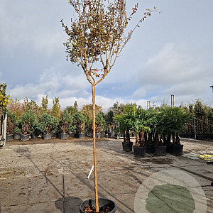 Lagerstroemia indica 200 cm stam container 12-14
