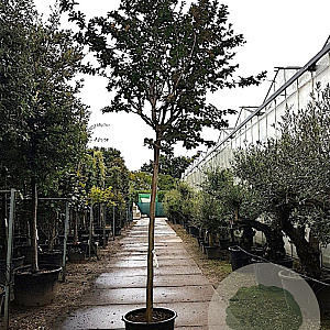 Lagerstroemia indica 200 cm stam container 18-20 leiboom