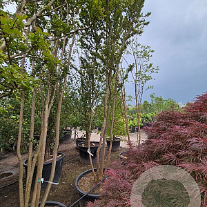 Lagerstroemia 'Natchez' 400-450 cm container meerstammig