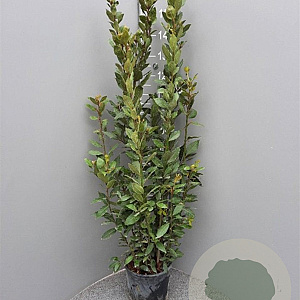 Laurus nobilis 125-150 cm 10L