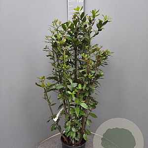 Laurus nobilis 125-150 cm 10L
