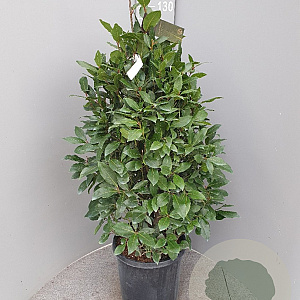Laurus nobilis 100-110 cm 15L piramide