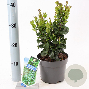 Ligustrum j. 'Rotundifolium' 25-30 cm 2,0L
