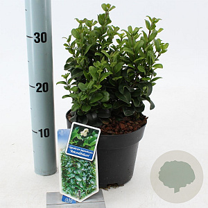 Ligustrum j. 'Rotundifolium' 25-30 cm 2,0L