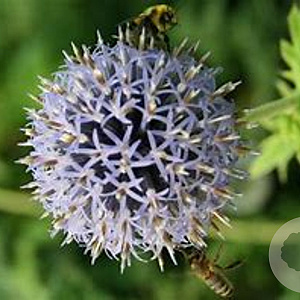 Echinops bannaticus 'Taplow Blue' GM  P11