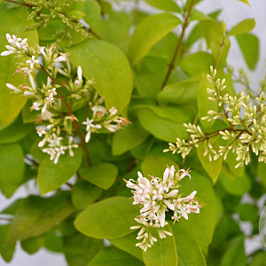 Ligustrum 'Vicaryi' 30-40 cm 3,0L