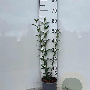 Ligustrum vulgare 30-50 cm 2,0L