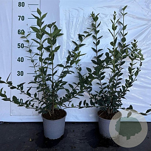 Ligustrum vulgare 40-60 cm 2,0L