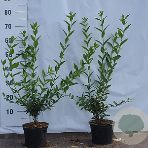 Ligustrum vulgare 40-60 cm 2,0L