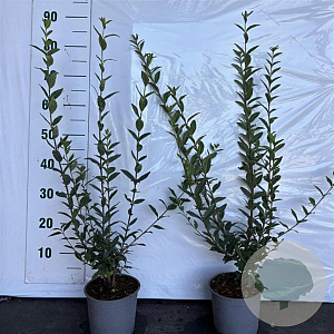 Ligustrum vulg. 'Atrovirens' 40-60 cm 2,0L