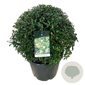 Ligustrum vulg. 'Atrovirens' 60-70 cm 45L bol extra