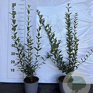 Ligustrum vulg. 'Atrovirens' 60-80 cm 2,0L