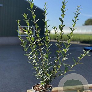 Ligustrum vulg. 'Atrovirens' 60-80 cm 2,0L