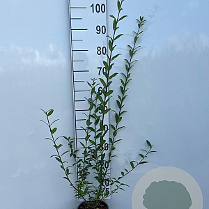 Ligustrum vulg. 'Atrovirens' 60-80 cm 2,0L