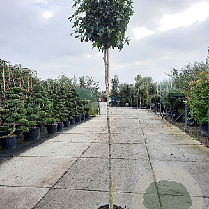 Liquidambar s. 'Gum Ball' 200 cm stam 35L 10-12