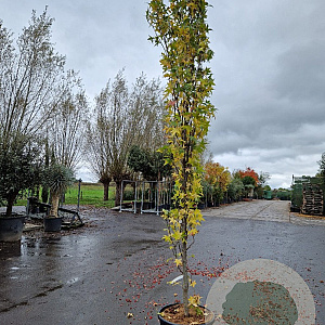 Liquidambar s. 'SlenderSilhouette' 300-350 cm cont. 70L