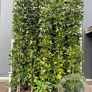 Liquidambar s. 'SlenderSilhouette' 250-300 cm 35L beveerd 