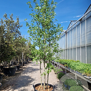 Liquidambar s. 'Worplesdon' 400-450 cm container meerstammig