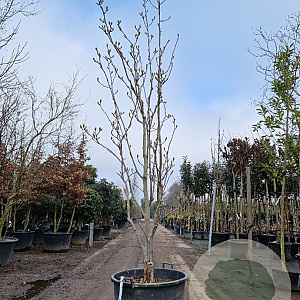 Magnolia denudata 250-300 cm cont. 130L