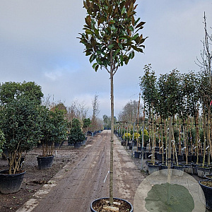 Magnolia grand. 'Galissonnière' 200 cm stam container 12-14