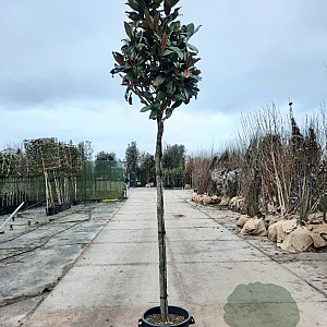 Magnolia grand. 'Galissonnière' 200 cm stam container 12-14